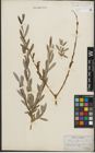 Foto von Salix purpurea L.